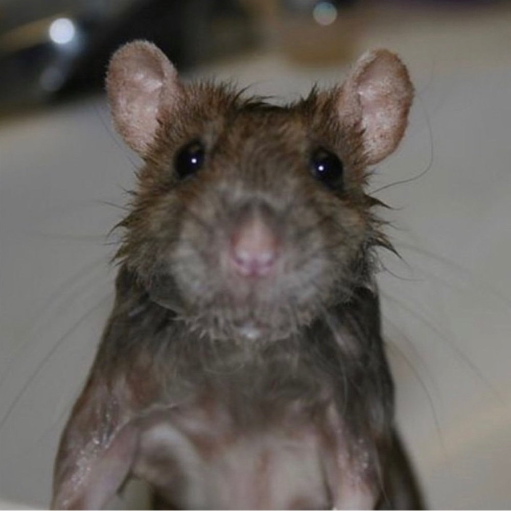 Meet your Posher, Raven